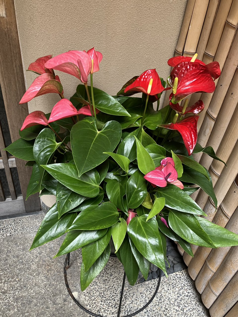 「のんちゃんのガーデニング」
竹垣通路の鉢植えが爽やかに「アンスリウム」にかわりました。