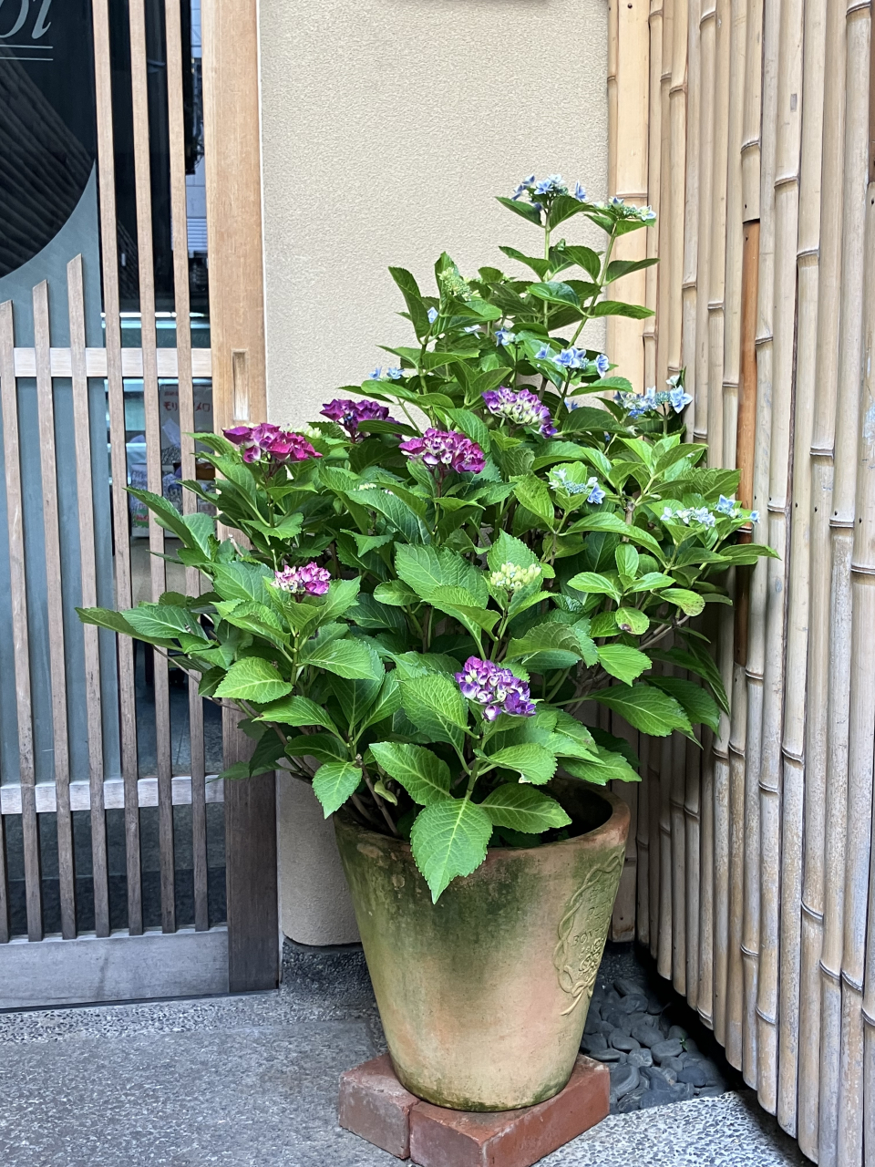 先日、6月のお花!紫陽花が玄関に届きました。梅雨時の季節のお花と喜んでいましたが、連日の夏日に驚きです。